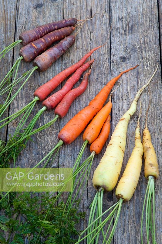 Mixed carrots - Daucus carota. From left to right: 'Purple Haze', 'Sugarsnax, 'Bangor' and 'Creme de Lite'. September