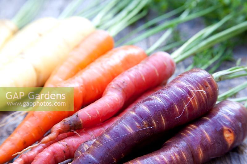Mixed carrots - Daucus carota. From right to left: 'Purple Haze', 'Sugarsnax, 'Bangor' and 'Creme de Lite'. September
