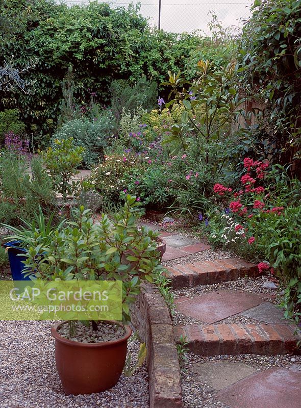 Paving and gravel path through mediterranean style garden, laurus nobilis planted in terracota container, June