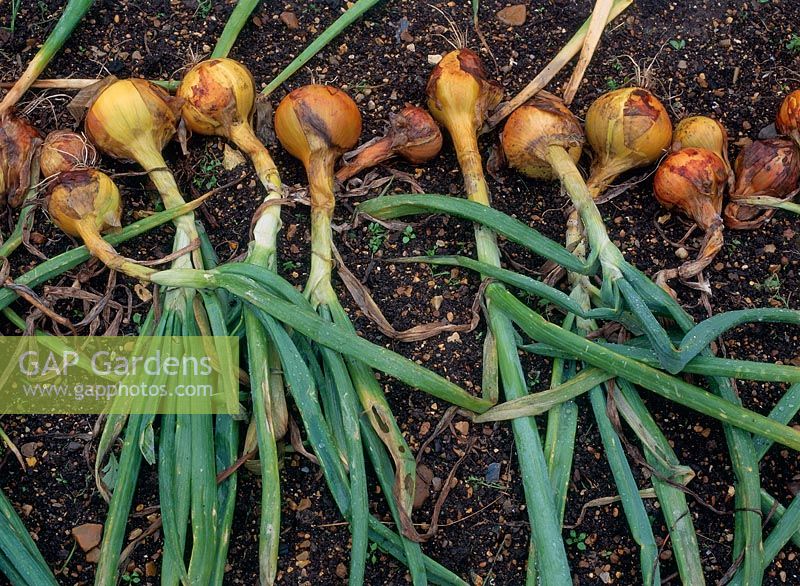Organic onions, lifted and ready for drying, south farm, herts organic 