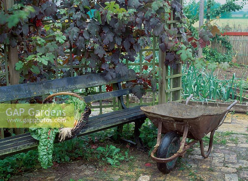 Basket of organic vegetables on bench beneath vitis vinifera purpurea, South farms organic and ecologically managed vegetable garden
