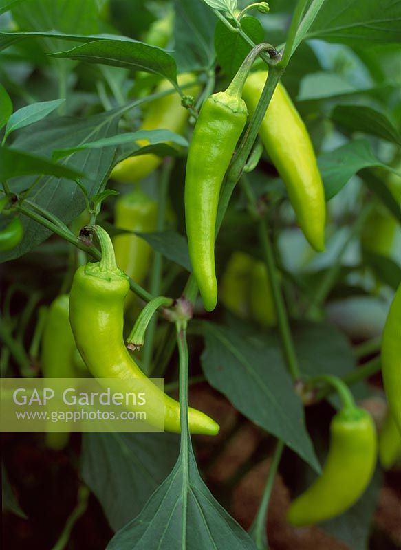 Capsicum - Close up of organic hungarian peppers, south farms organic and ecologically managed vegetable garden