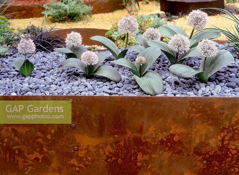Allium planted in rusted planter, Chelsea flower show 2002. Kellys Creek, Design Alison Wear and Miranda Melville