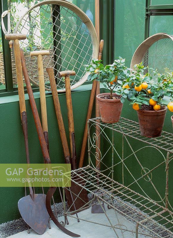 Wooden handled garden tools with a row of citrus trees in terracota pots on shelf, Chelsea flower show 2002, Hartley botanic