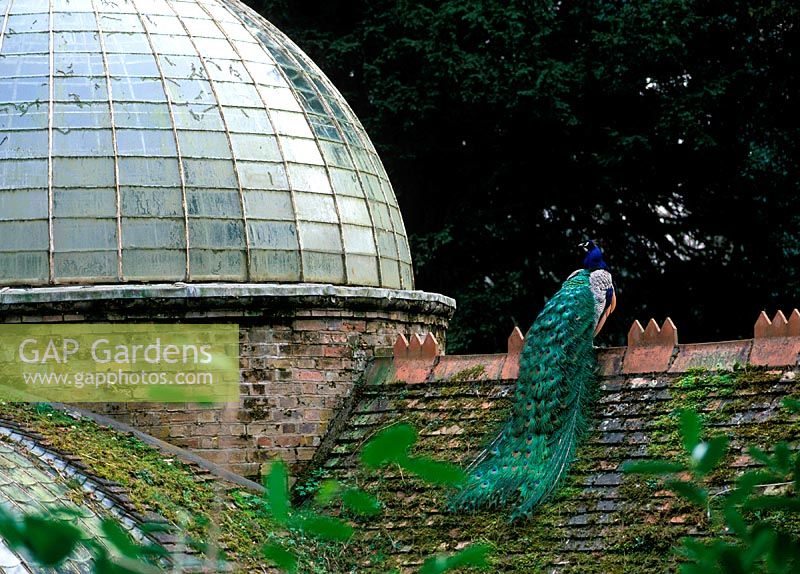 Peacock on roof. Large country garden with period buildings, created for Lord Ongley, The Swiss Garden, Bedfordshire