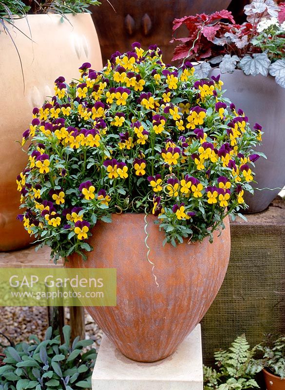 Viola tricolor growing in a terracotta pot, Whichford pottery, CFS 2002