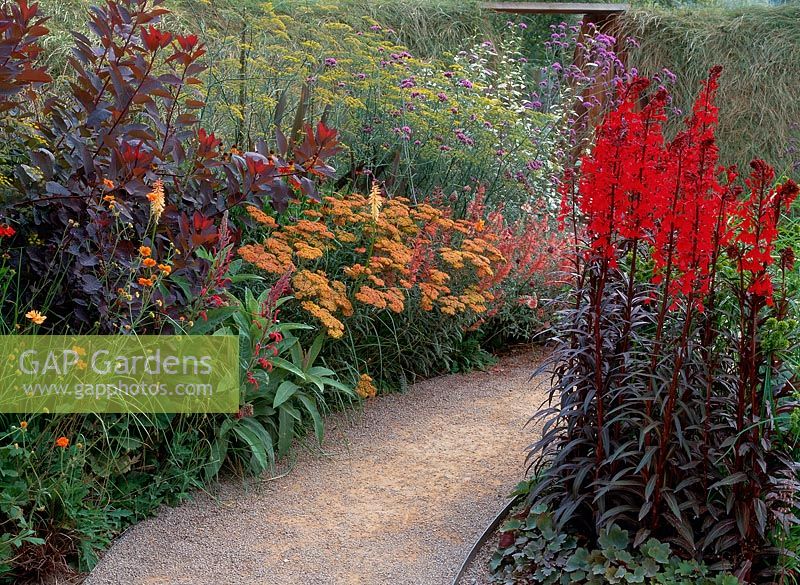 Gravel path running through colourful mixed border, planted with ferula communis, lobelia x speciosa var. queen victoria, achillea, cotinus coggygria and verbena bonariensis. The round garden, Westonbirt