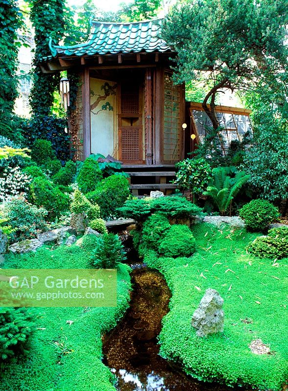 Japanese garden - buxus shapes, pittosporum, dwarf pine, cryptomeria, azaleas. Navarino Road, Hackney, Owner: John Tordoff, June 