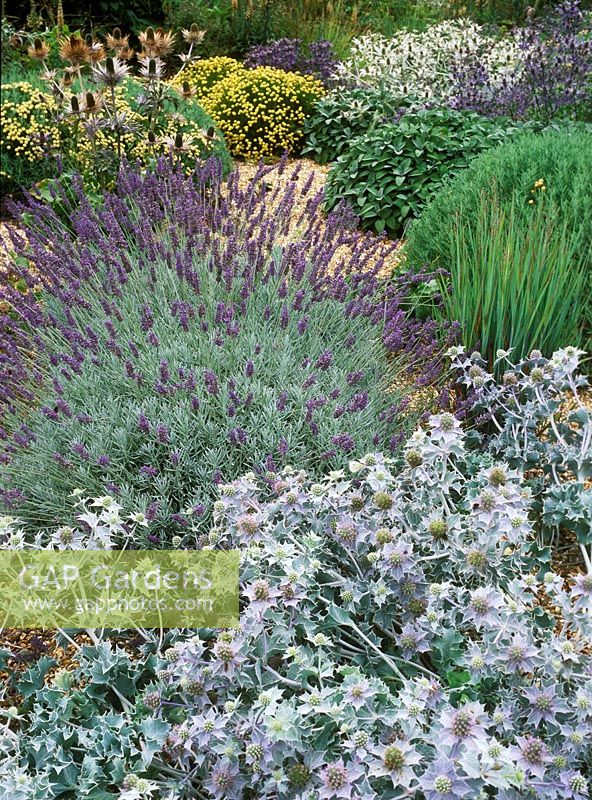 Planting of purple flowering lavendula sawyers, eryngium maritimum, santolina and salvia