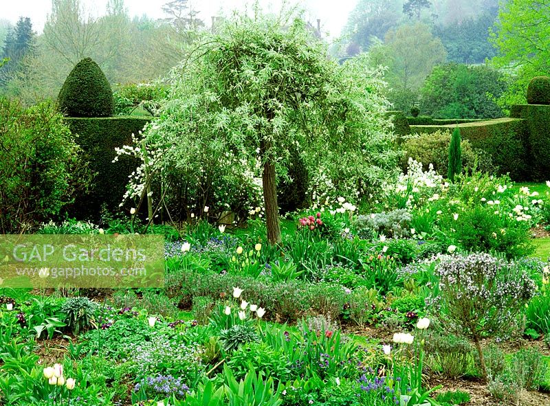 Country garden in Spring. Planting of pyrus salicifolia pendula - weeping pear,  rosmarinus - rosemary, tulipa - white triumphator, floradale and mount tacoma and muscari - grape hyacinth. St Michaels House.