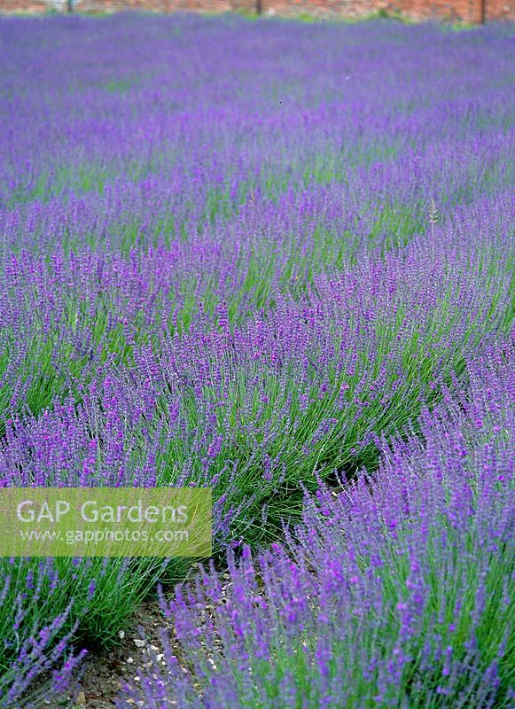 Lavandula - lavender field