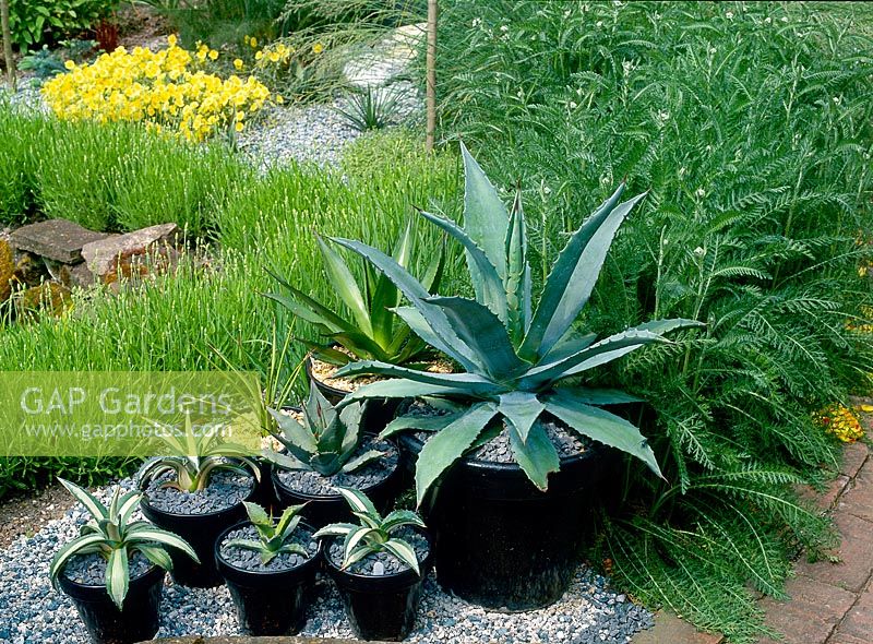 Group display of potted Agave americana and Agave americana 'Medio Picta'