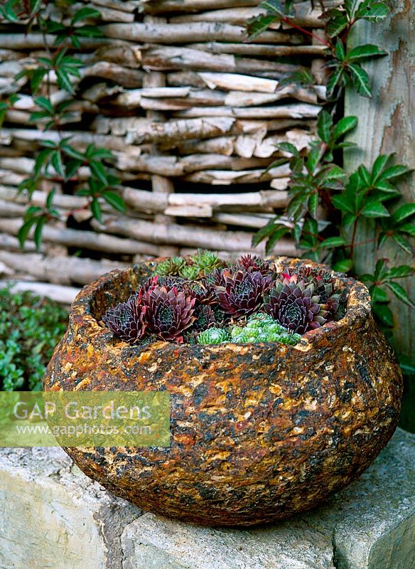 Semperviviums in rustic stone bowl