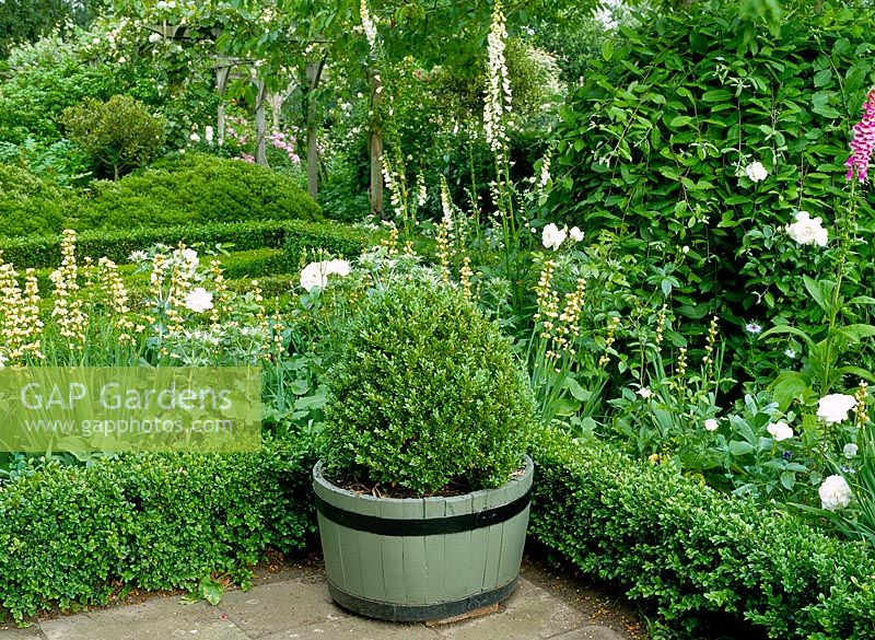 Buxus sempervirens ball in half barrel container