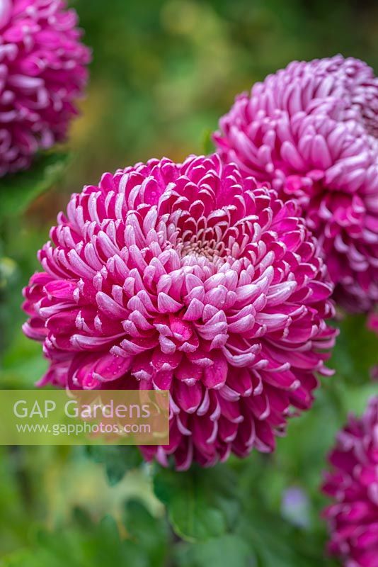 Chrysanthemum 'Regal Mist Purple'
