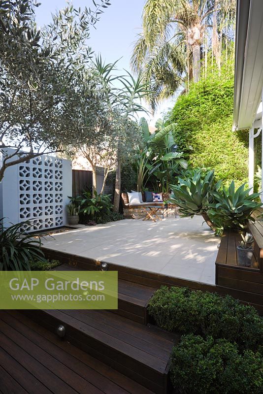 View to courtyard garden showing timber deck, Himalayan pavers, buxus beside steps. Breeze block panel behind water feature flanked by olive trees Olea europa. Bambusa textilis Gracilis 'Slender Weaver' bamboo and Agave attenuata seen.