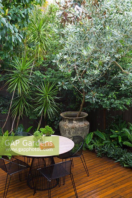 Modern courtyard garden with dining area, showing large 'Atlantis' pot with Magnolia grandiflora,  Dracaena marginata at left and white pot on table contains Crassula ovata 'Gollum' and Rhipsalis. Table and chairs by 'Made by Tait'. 