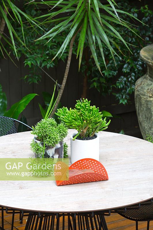 Detail of potted succulents on modern outdoor dining table by 'Made by Tait'. White pots contain Crassula ovata 'Gollum' and rhipsalis. Dracaena marginata in background