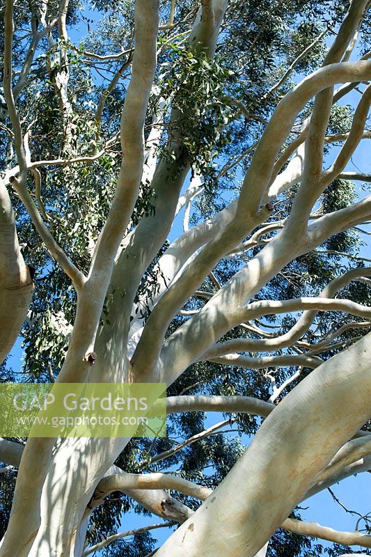 Eucalyptus dalrympleana - Mountain white gum - February - Surrey
