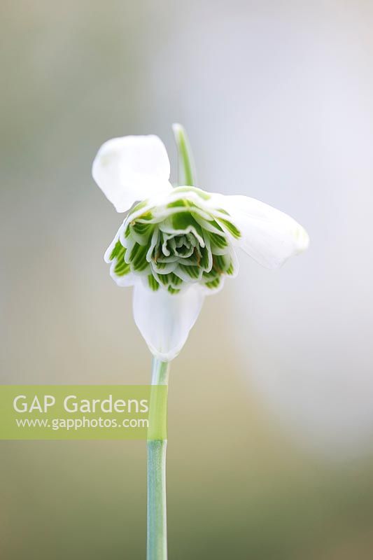 Galanthus hippolyta - Snowdrop - February - Oxfordshire