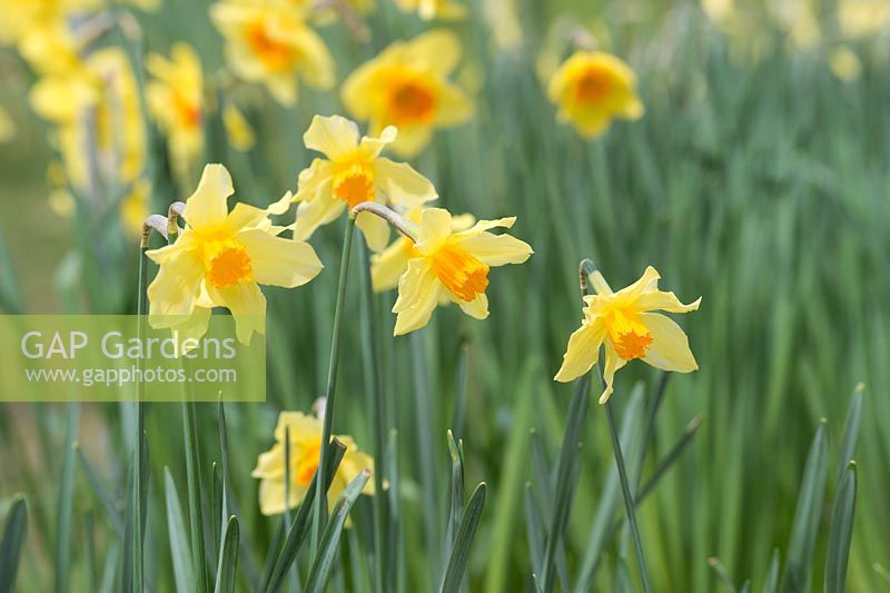 Narcissus C J Backhouse - Daffodil - March - Surrey