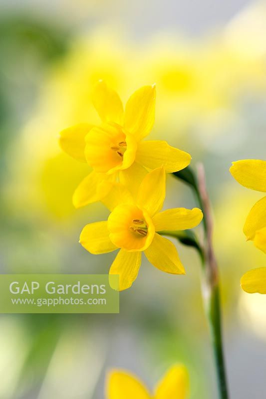 Narcissus jonquilla subsp. fernandesii - Daffodil - March - Surrey
