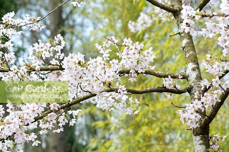 Prunus pandora - Japanese Cherry tree in blossom - April - Oxfordshire