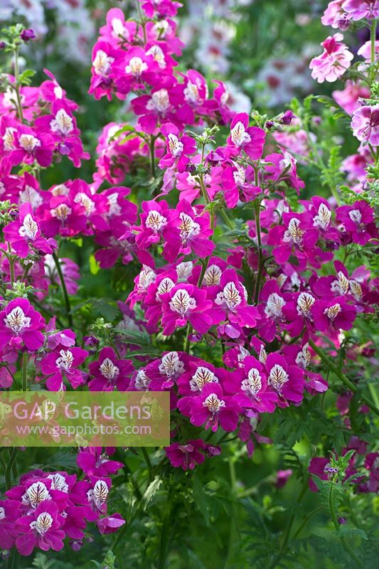 Schizanthus x Wisetonensis Angel Wings - Butterfly Flower display at RHS Wisley - March - Surrey