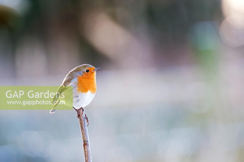 Erithacus rubecula - Robin on a frosty garden stick in winter - February - Oxfordshire