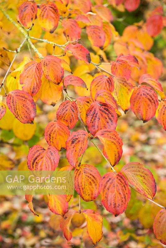 Cornus florida. Autumn leaf colour.