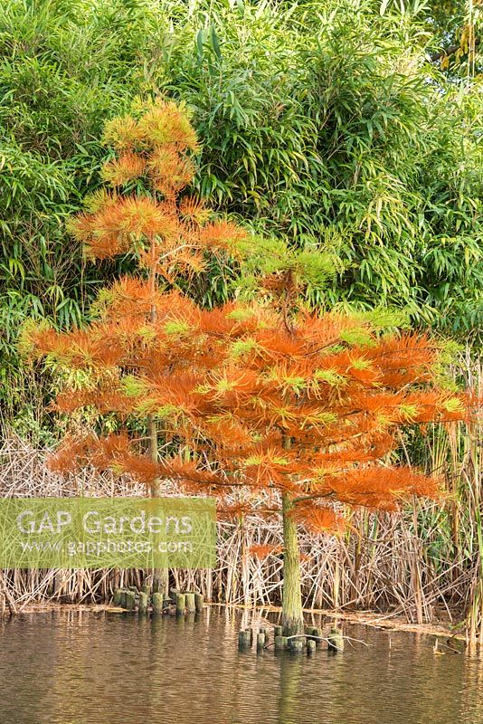 Taxodium distichum. Young trees established in lake using timber posts to retain small temporary islands of soil.