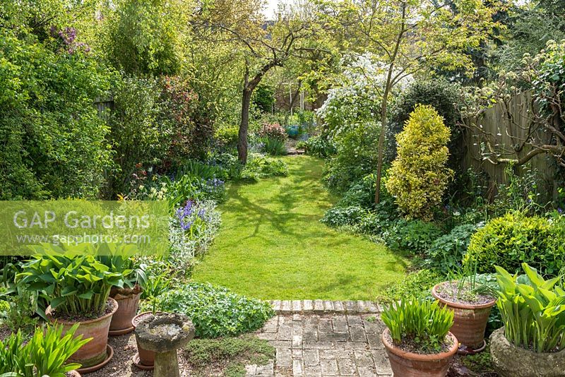 View of long, narrow, town garden in spring with informal lawn and mixed borders. Reclaimed brick patio with hostas and agapanthus in containers.
