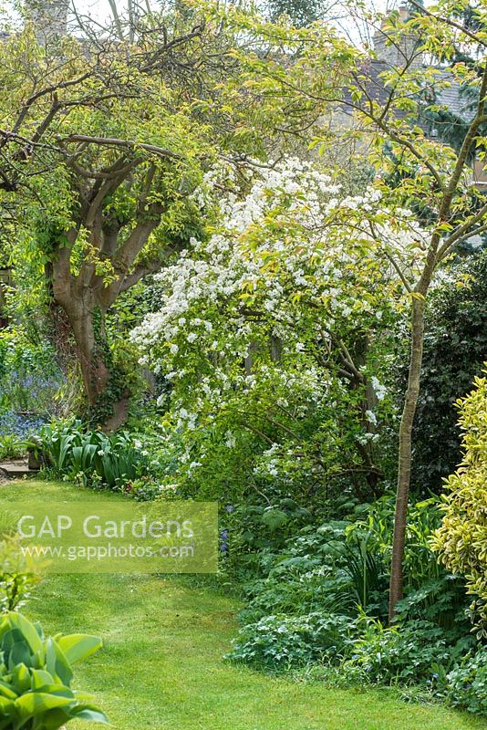 View of long, narrow, town garden in spring with informal lawn and mixed border with Exochorda x macrantha 'The Bride'.