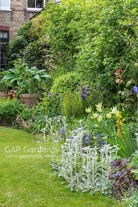 View along border of town garden with Stachys lanata, Tulipa 'Spring Green', aquilegias, heuchera, ferns and box.