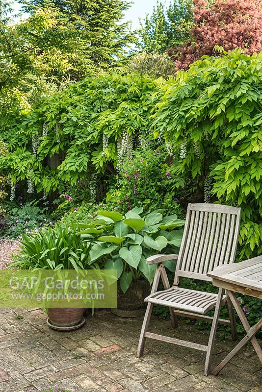 Town garden with reclaimed brick patio with hosta and agapanthus in containers beside teak garden table and chair. Wisteria floribunda growing on fence.