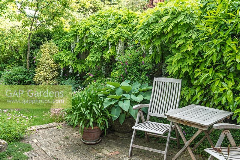 Part of secluded town garden with reclaimed brick patio with hosta and agapanthus in containers beside teak garden table and chairs. Wisteria floribunda growing on fence.
