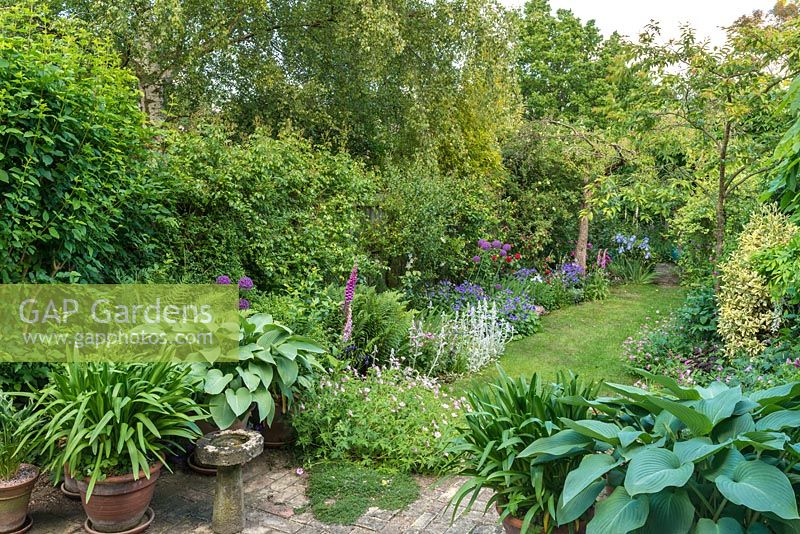 View of long, narrow, town garden in June with informal lawn and mixed borders. Reclaimed brick patio with hostas and agapanthus in containers.