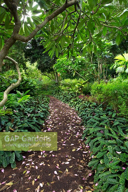 Path with fallen petals, Royal Botanical Gardens, Sydney, Australia.