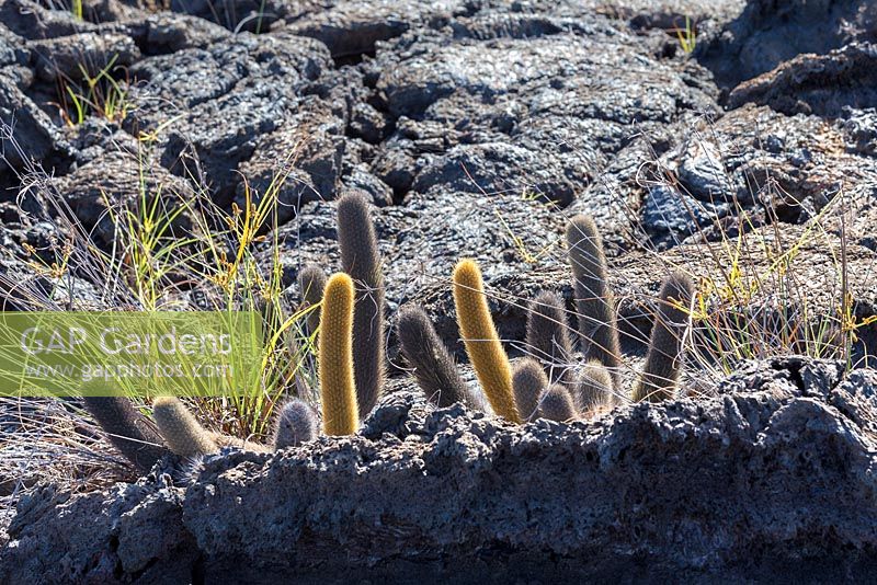 Brachycereus nesioticus - lava cactus, with Galapagos sedge - Cyperus anderssonii, growing on lava flows at Punta Moreno, Isabela. The sedge is an unlikely survivor here, possibly due to water being trapped in cracks in the lava.