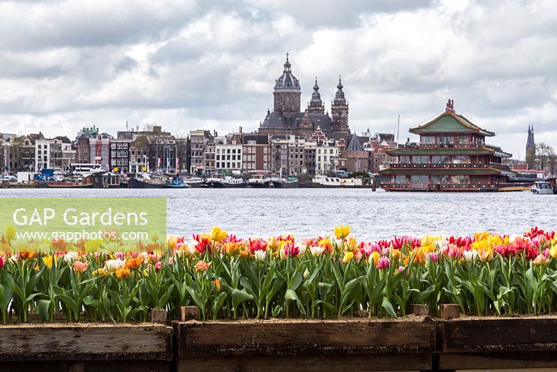 Display of mixed tulips forms part of the tulip festival or Tulp Festival, outside the NEMO Science Centre, Amsterdam. The water is the Oosterdok, the oriental building is the gigantic Restaurant Sea Palace, and the church at the back is the Catholic Basiliek van de H. Nicolaas, or Church of St Nicholas.