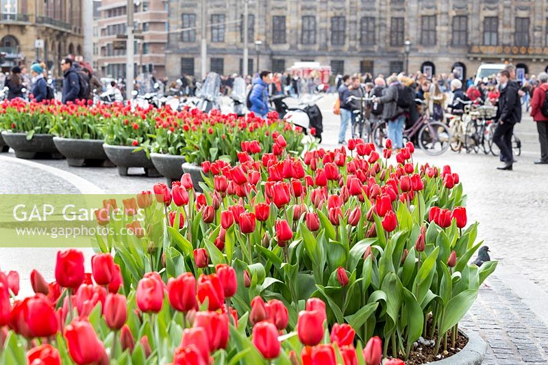 Red tulips in Dam Square, Amsterdam. The tulips form part of the tulip festival or Tulp Festival which takes place each spring around the city.