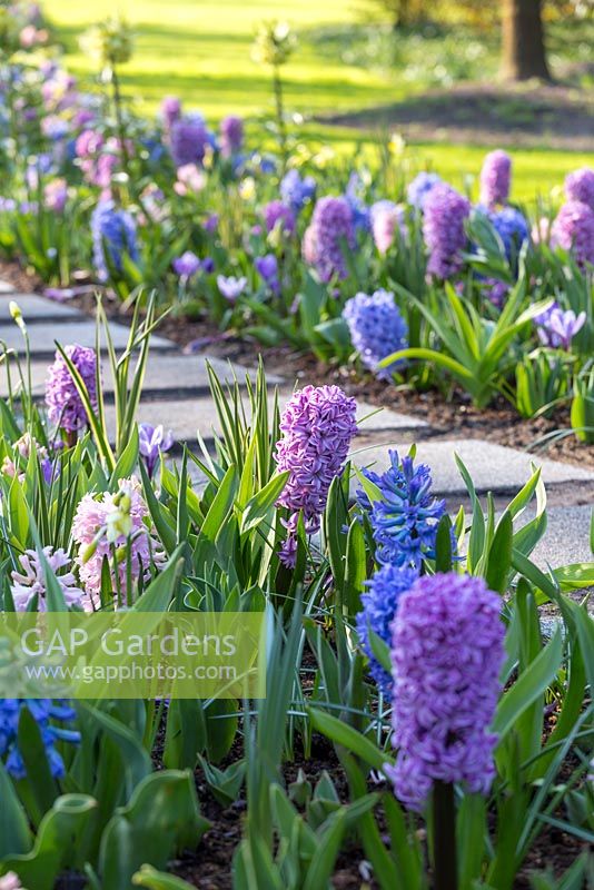Graphic concrete pathway leading to sculpture through borders of hyacinths and fritillaries. Including Hyacinthus 'Apricot Passion', H. 'Paul Herman', Hyacinthus orientalis 'Ostara' and jonquil Narcissus 'Sailboat'.