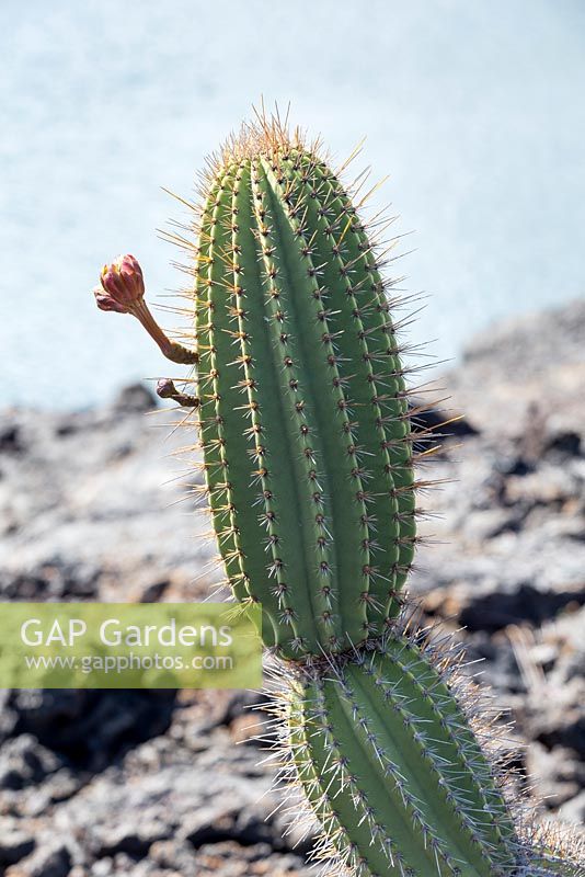 Jasminocereus thouarsii - Flower buds opening on a candelabra cactus, at Punta Moreno, Isabela.