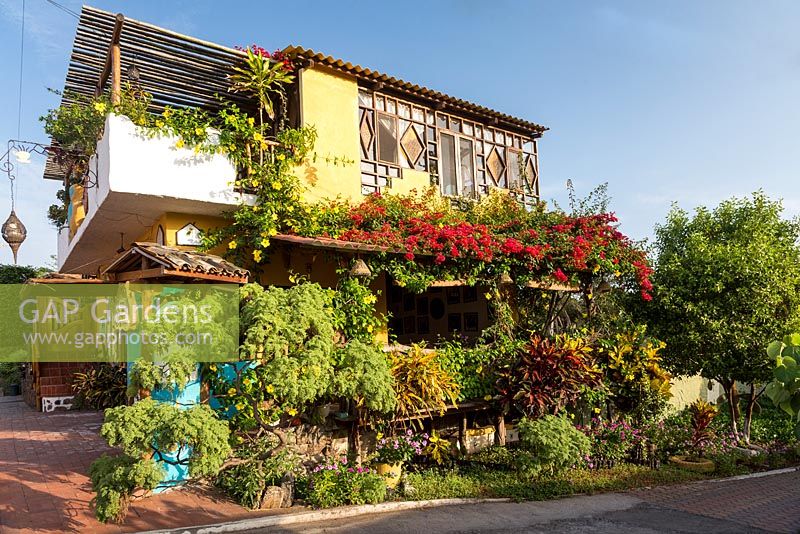 Colourful display of plants including crotons and bougainvillea on verandah of coffee shop, Puerto Ayora, Santa Cruz.