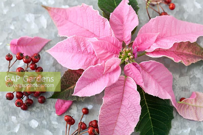 Pink Poinsettia - Euphorbia pulcherrima as cut flowers on a vintage floral plate with hawthorn berries