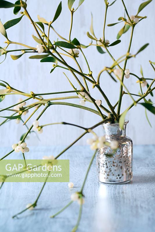 Mistletoe in a silver vase - Viscum album