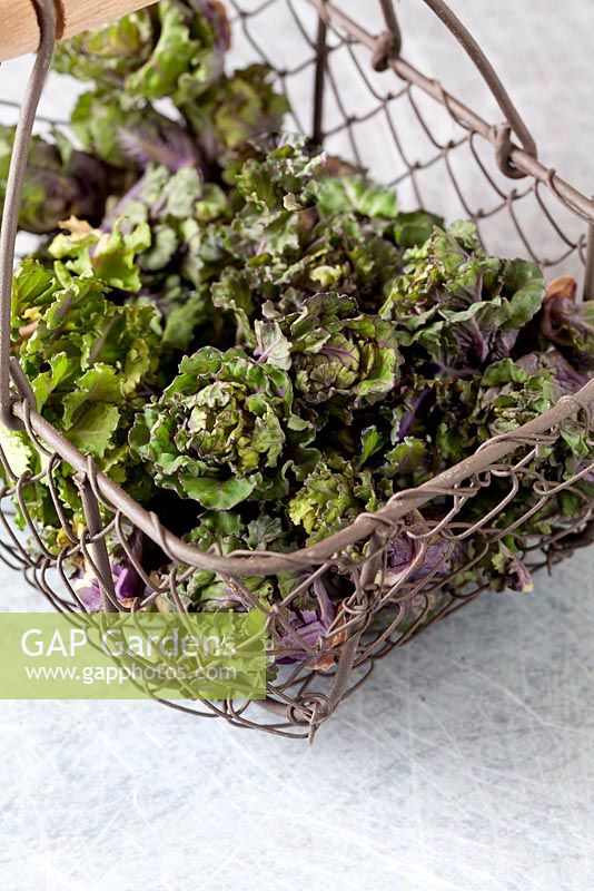 Flower sprouts in a wire basket