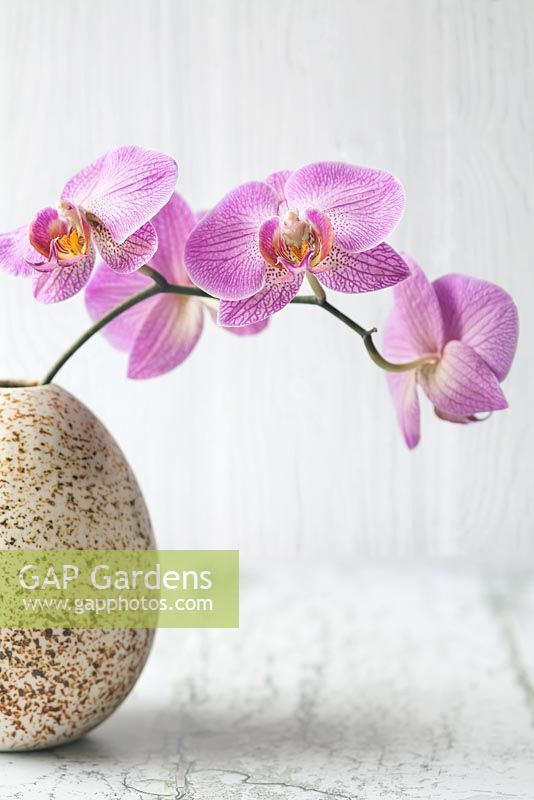 Phalaenopsis - Moth orchid  in a vase