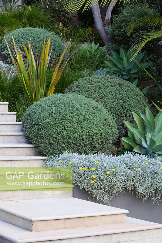 Stairs and raised garden bed featuring Agave attenuata, Westringia fruticosa Coastal Rosemary and Gazania tomentosa Silver Gazania