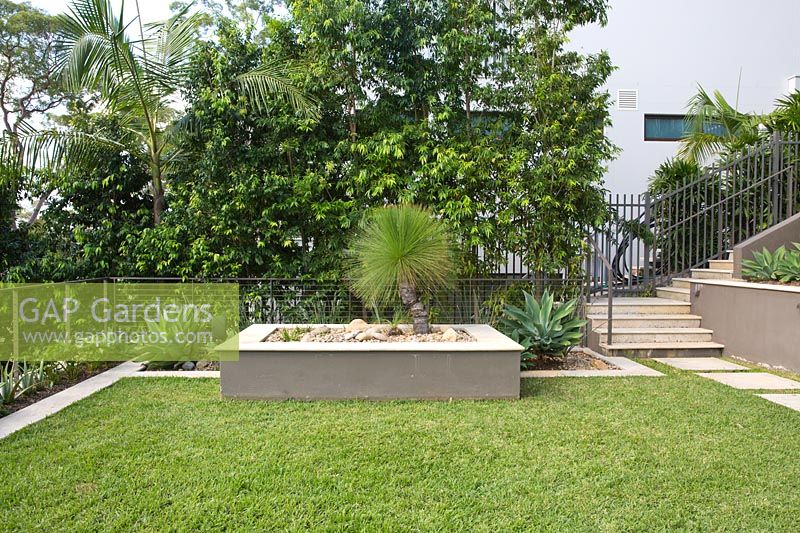 Lawn in garden with raised rectangular concrete bed featuring specimen plant Xanthorrhoea. Agave attenuatas seen. 